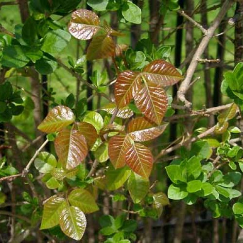 poison-ivy-4