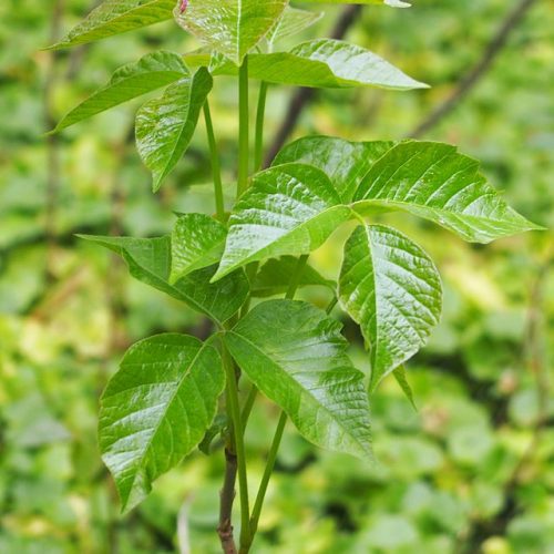 poison-ivy-7