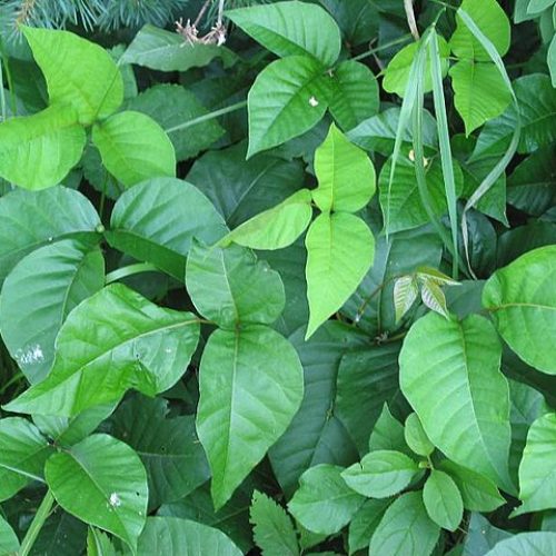 poison-ivy-8