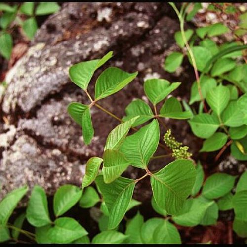 poison-ivy-9