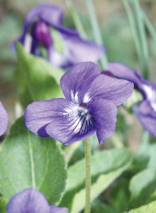 sand-violet